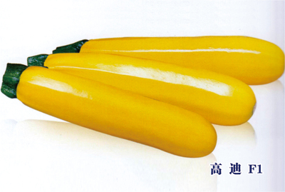 高迪 F1