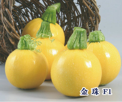金珠 F1