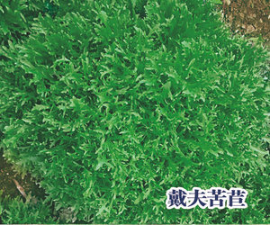 戴夫苦苣