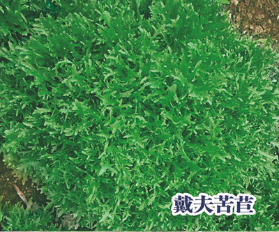 戴夫苦苣