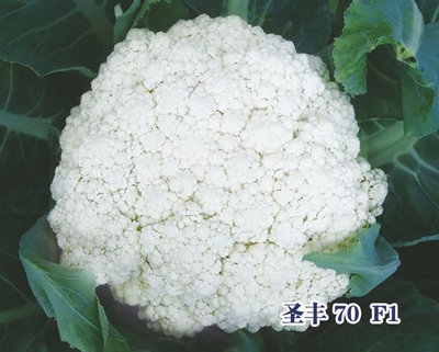 圣丰70 F1