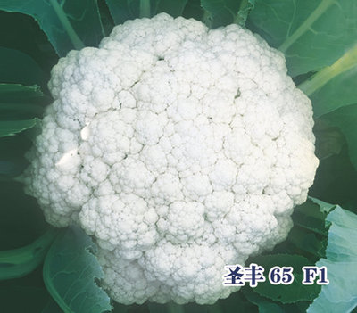 圣丰 65 F1