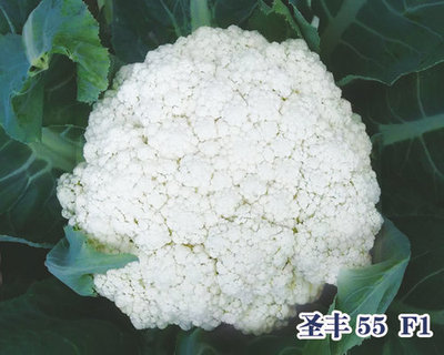 圣丰 55 F1