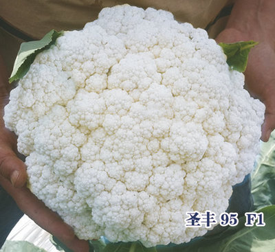 圣丰 95 F1