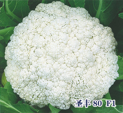 圣丰 80 F1