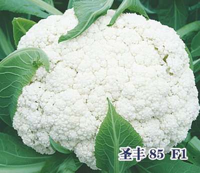 圣丰 85 F1