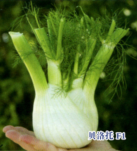 贝洛托 F1