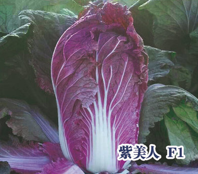 紫美人白菜