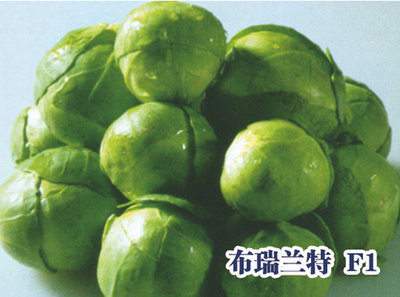 布瑞兰特 F1