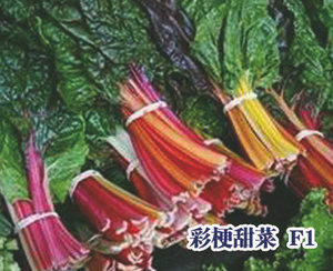 彩梗甜菜