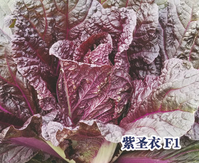 紫圣衣白菜