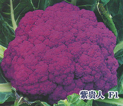 紫贵人 F1