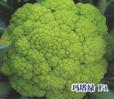 玛塔绿 F1