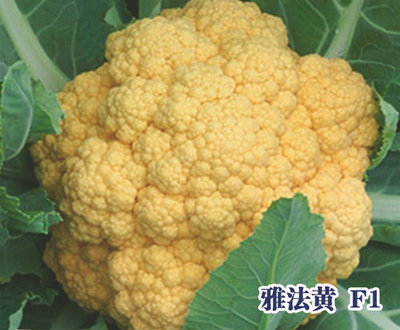 雅法黄 F1