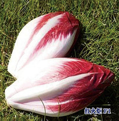 红火炬 F1