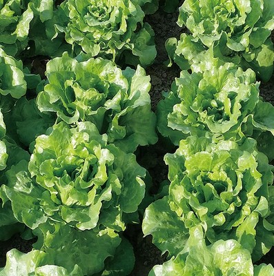 意大利耐抽苔生菜