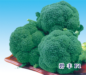碧丰 F1