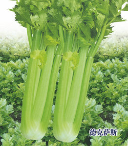 德克萨斯