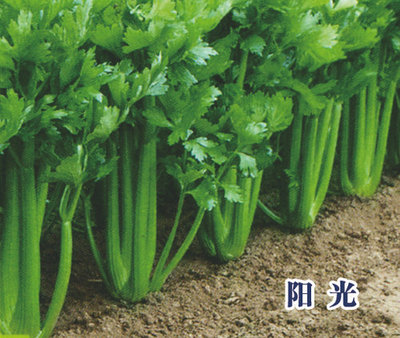 阳光