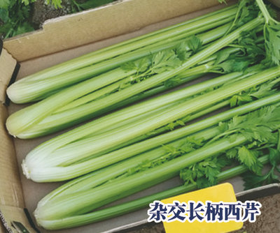 杂交长柄西芹