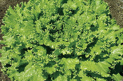 美国散叶/瑞克斯