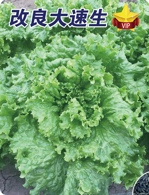 改良大速生