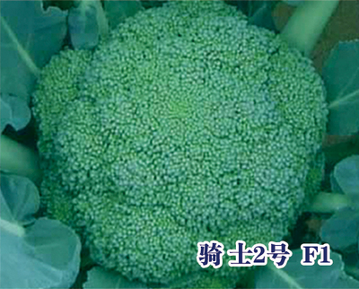 骑士2号 F1