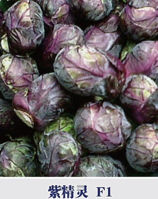 紫精灵 F1