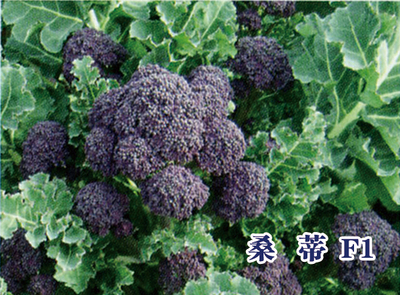 桑蒂 F1
