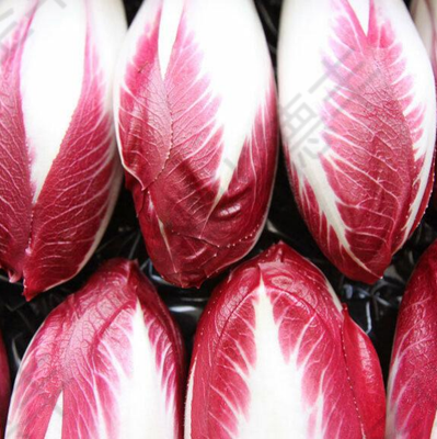 塞拉莉（CERALIE）