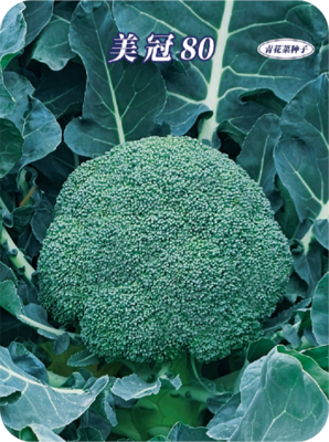 美冠80